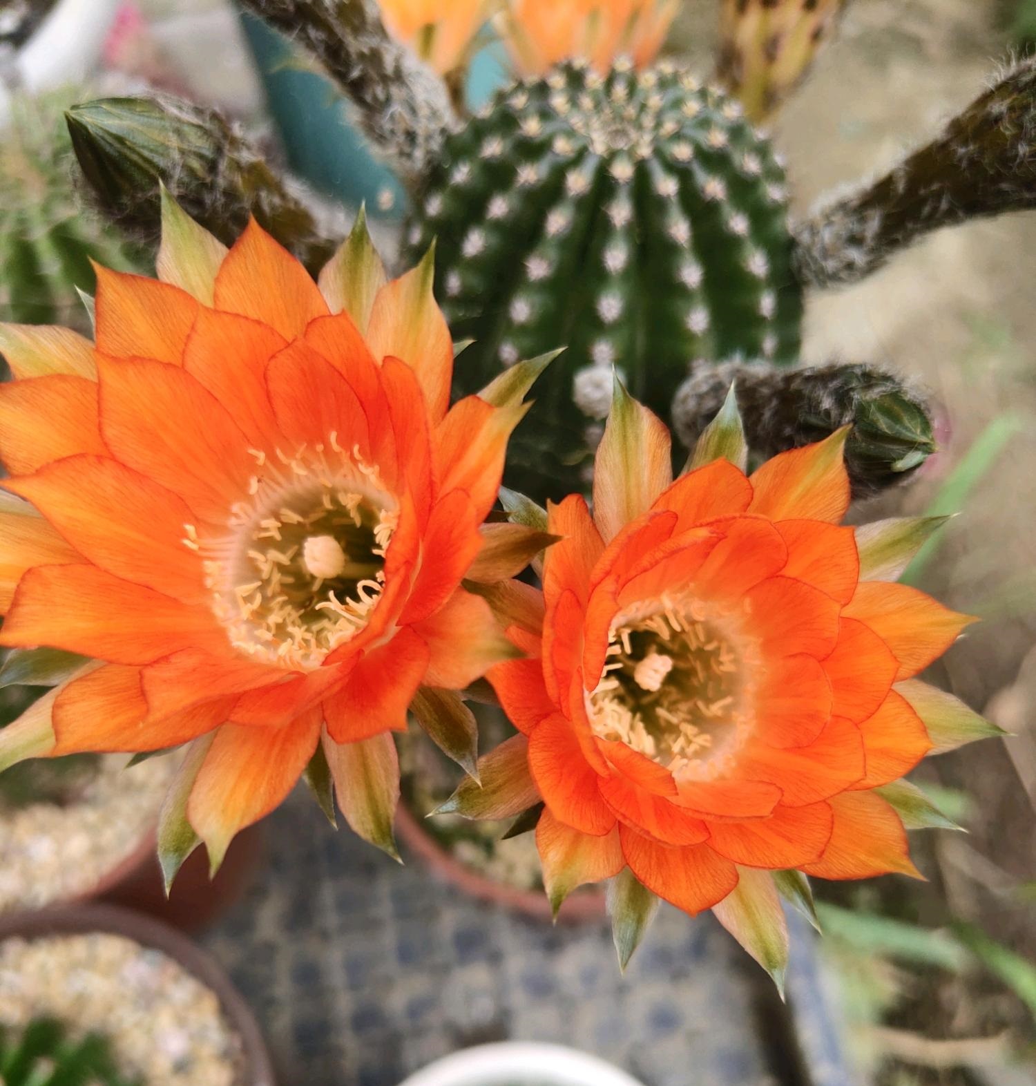 喜欢仙人球,就养"金刚"系列,颜值高,超爱开花,养护也简单