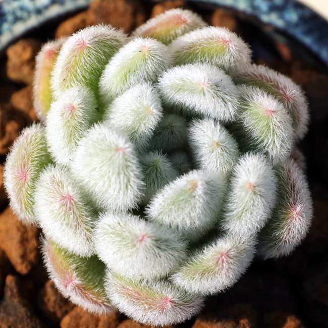 多肉植物拟石莲属,简介花乃井,苯巴蒂斯,钢叶莲,昂斯诺