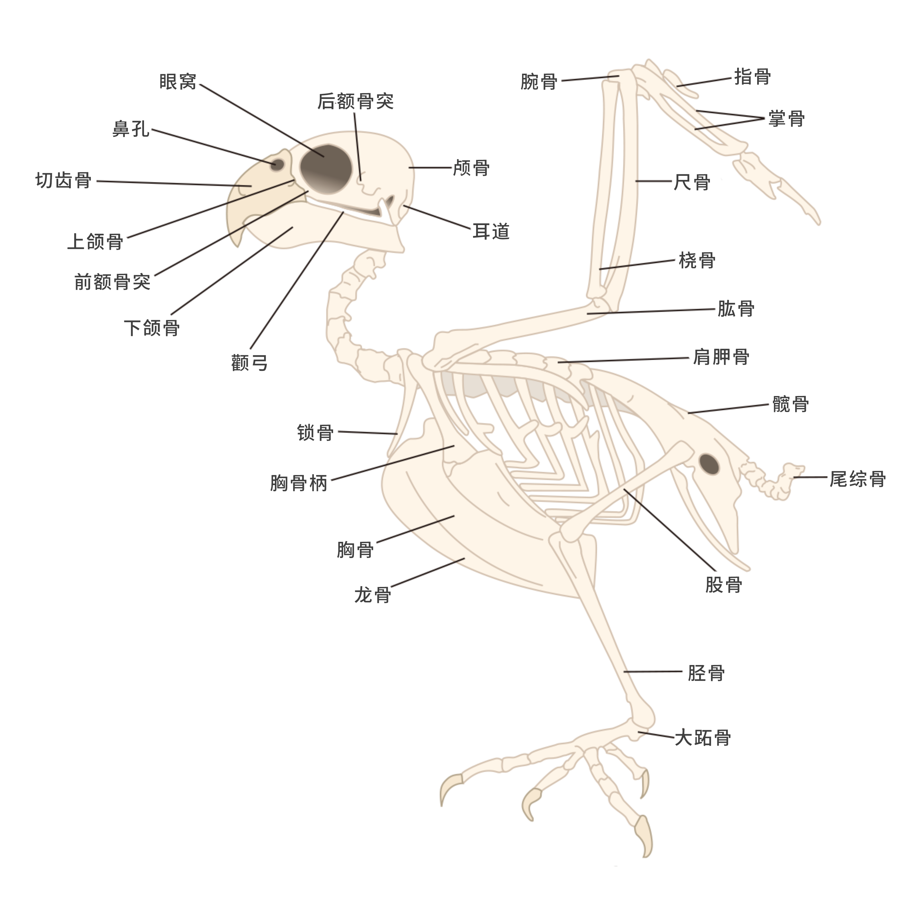 鹦鹉的骨骼结构到底啥样?鹦鹉骨骼结构示意图