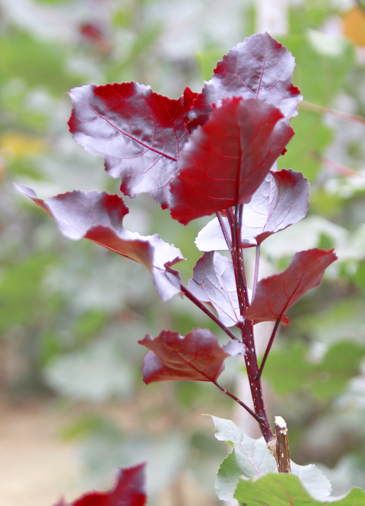 红叶杨育苗技术及4-5-6-7-8-10公分红叶杨移栽技术