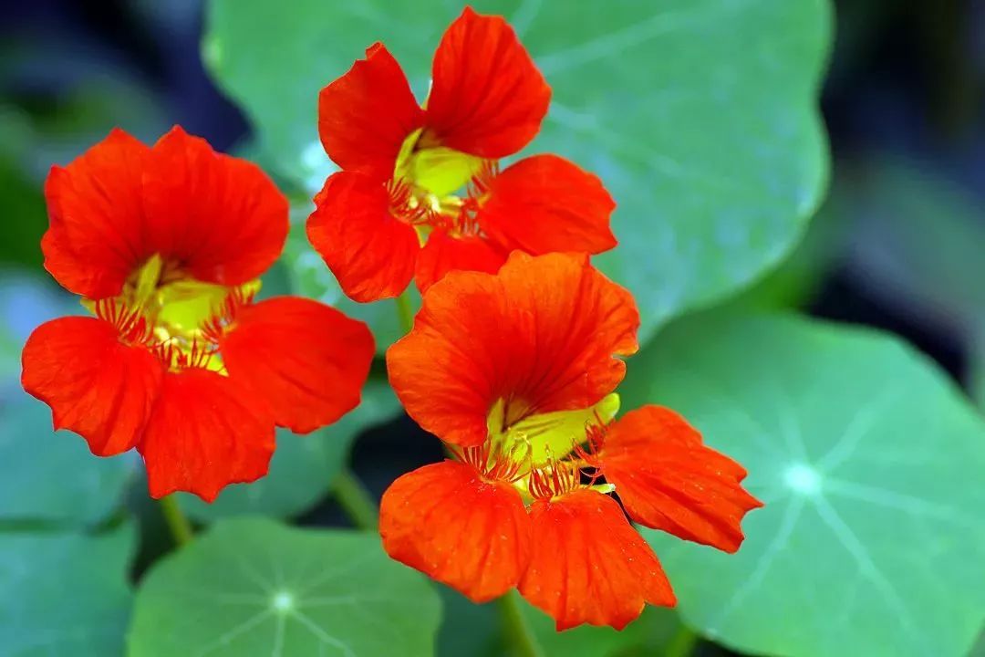 这13种花好养易活,花期还很长,最后一种更是被誉为佛教"圣花"