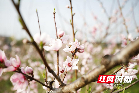 春日裡的中國|衡陽珠暉區:東陽回龍谷 遊人尋花來