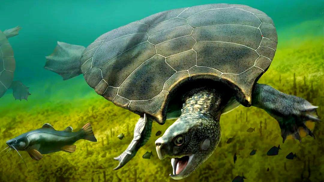 超级巨龟地纹骇龟:现代龟类的远祖与生存奥秘