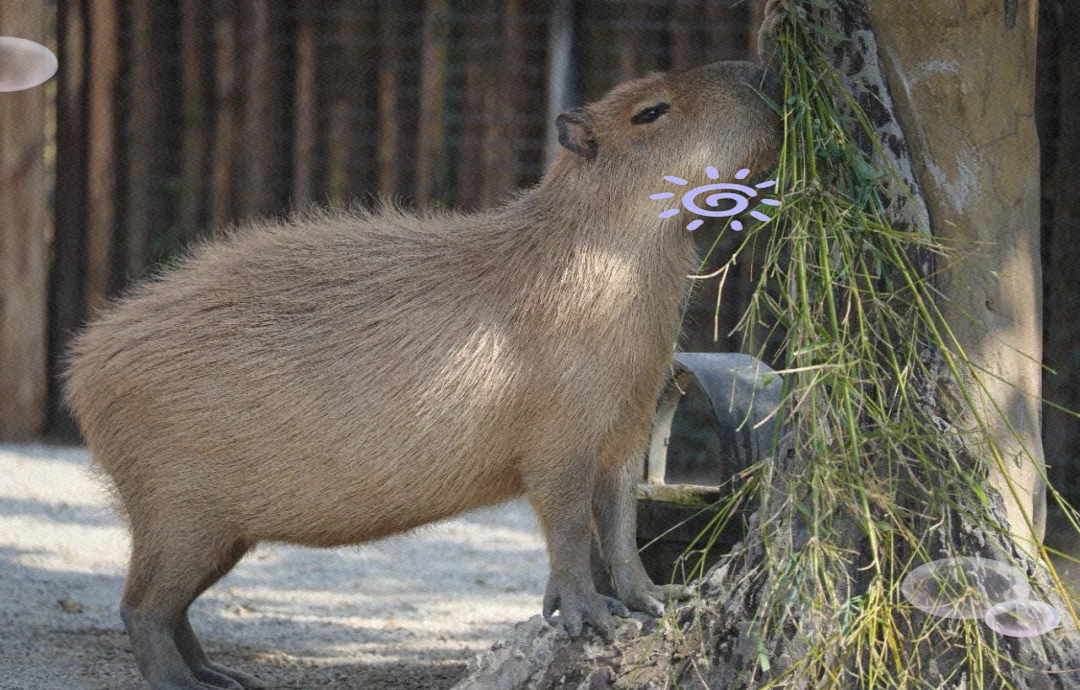 探秘世界上最大的啮齿动物
