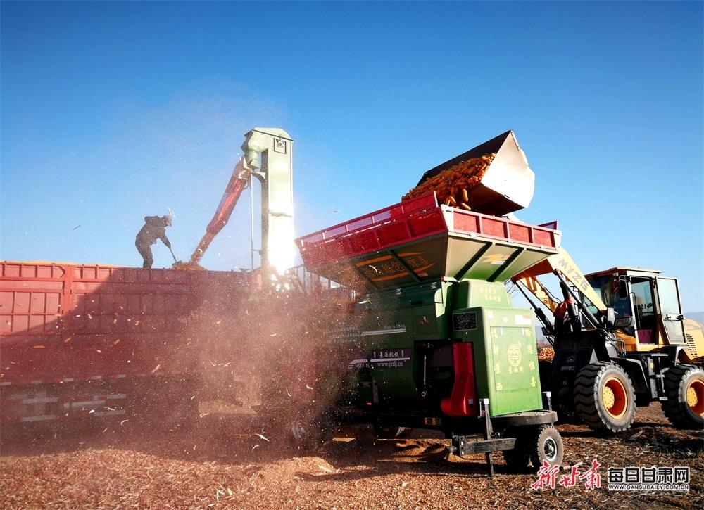 张掖:玉米脱粒忙