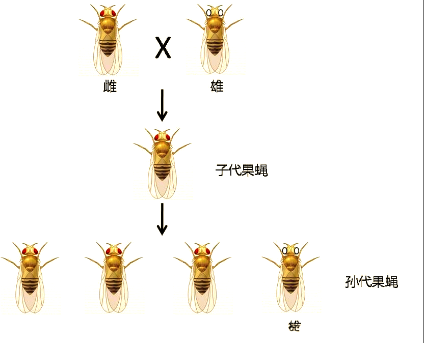 摩尔根的果蝇实验:揭示基因与染色体的关系