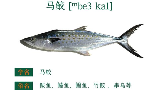 粤菜谱74期 香葱香菜豆豉油清蒸迦魶魚 嘉鱲鱼预防老年失智症食谱