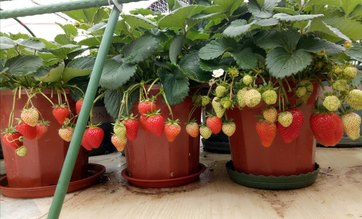 草莓苗 - 热门商品专区