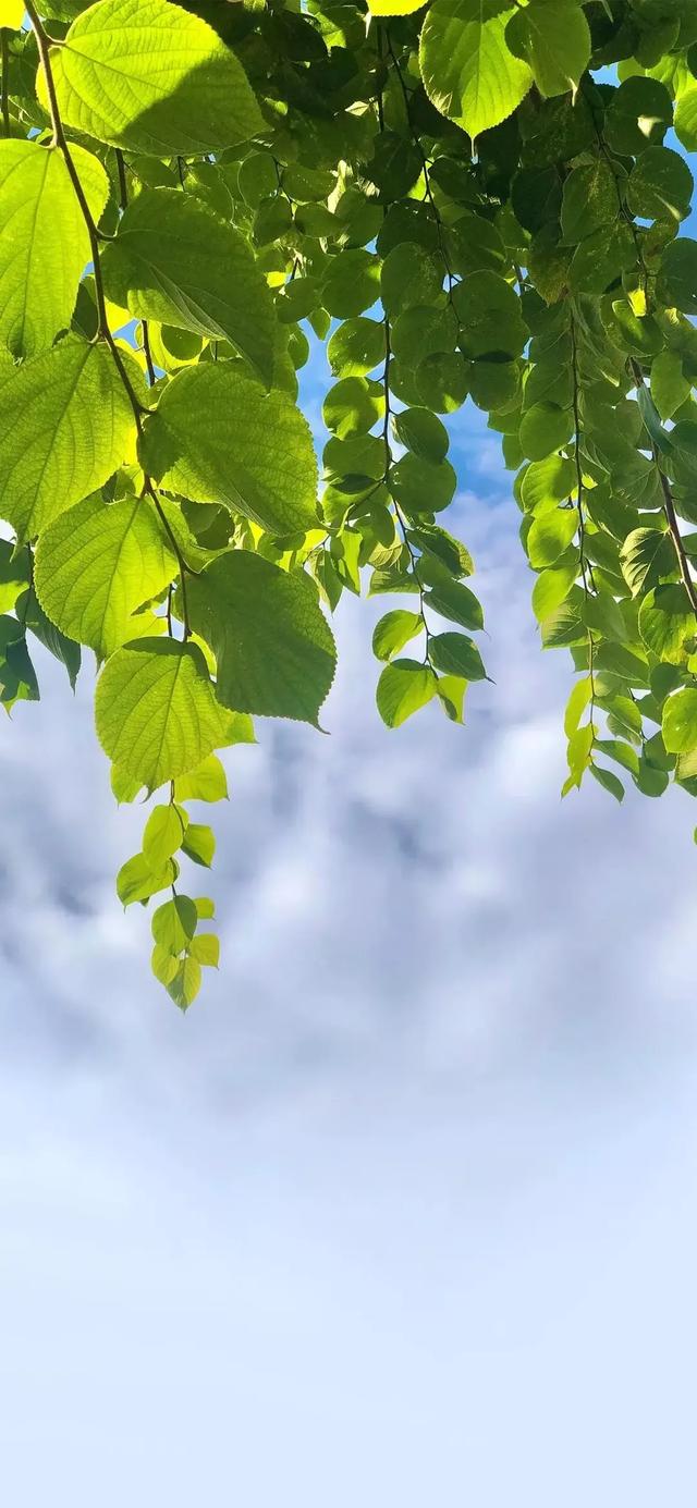 植物花卉高清壁纸 护眼