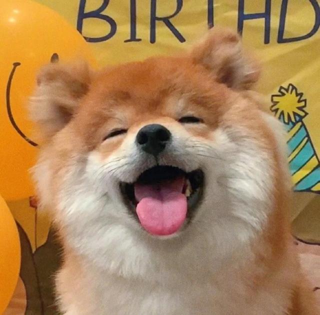 治愈系|柴柴狗头像,无水印拿走吧