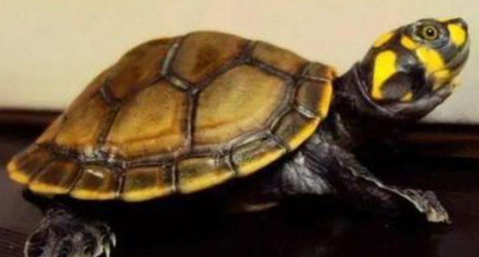 黄头侧颈龟是二级保护动物吗