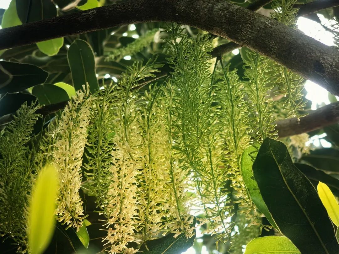 澳洲坚果保花保果图片