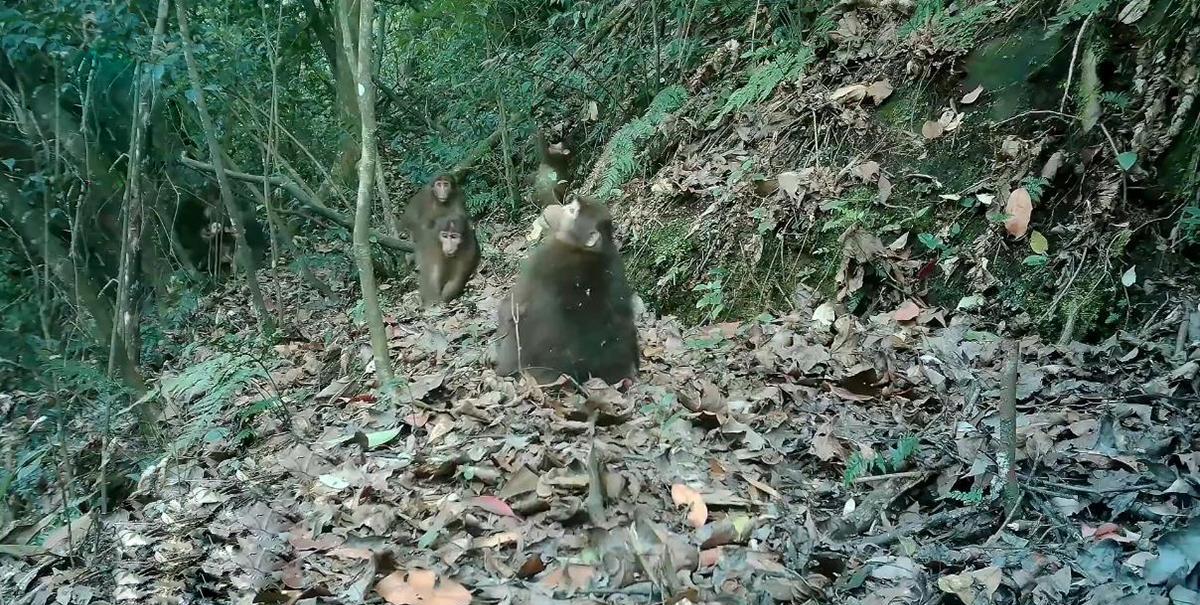 广东粤北发现青猴,坐在山坡上摇头晃脑,独自行动不太寻常