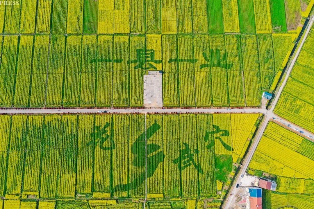 「乡村振兴」武穴大法寺镇八峰村:聚放乡村振兴澎湃新动能