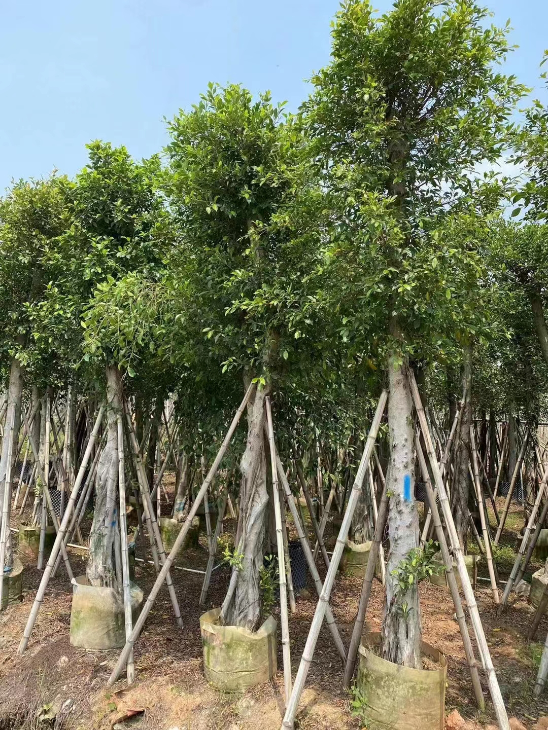 15公分小叶榕袋苗18公分小叶榕袋苗最新价格动态