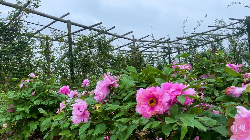 视频|春分至 燕归来 百花乐园赏春光