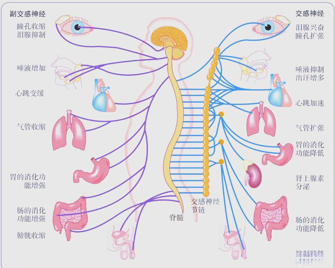 经过上述讨论,我们不难看出自主神经系统在人体中的重要作用