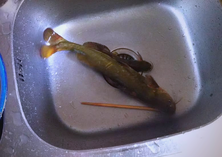 贵州角角鱼:美味诱惑与钓食乐趣的完美结合