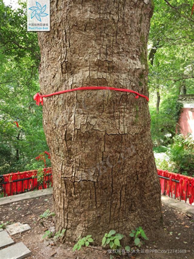 香樟的弟弟:银木,是我国主要栽培珍贵树种之一