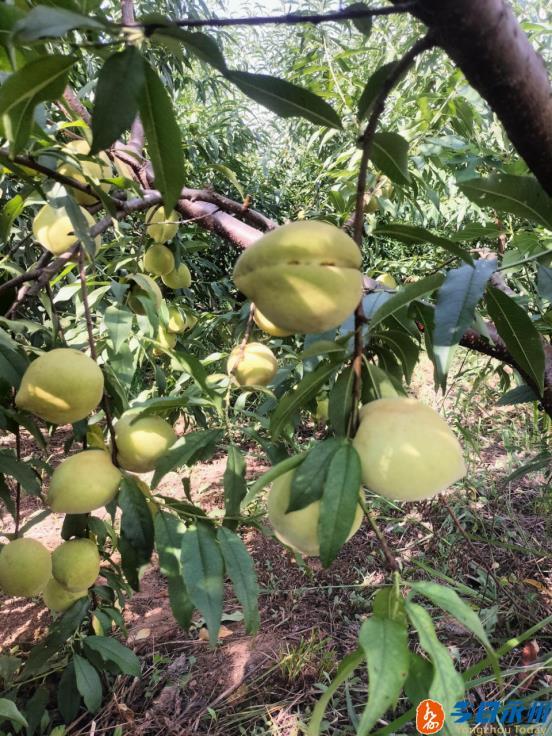 江华盛夏果实兴旺季千亩青桃待采摘