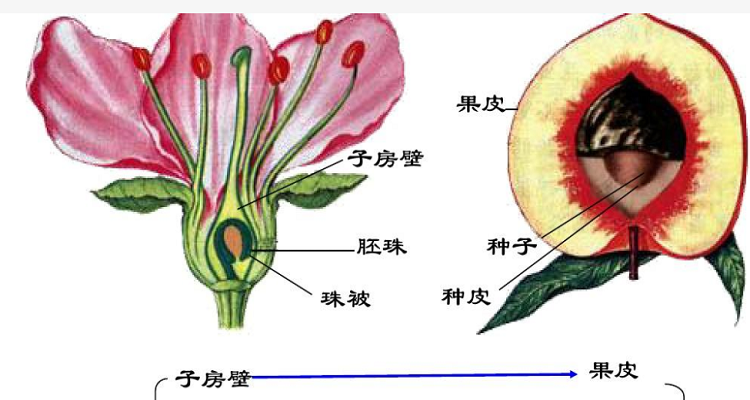植物子房结构图片