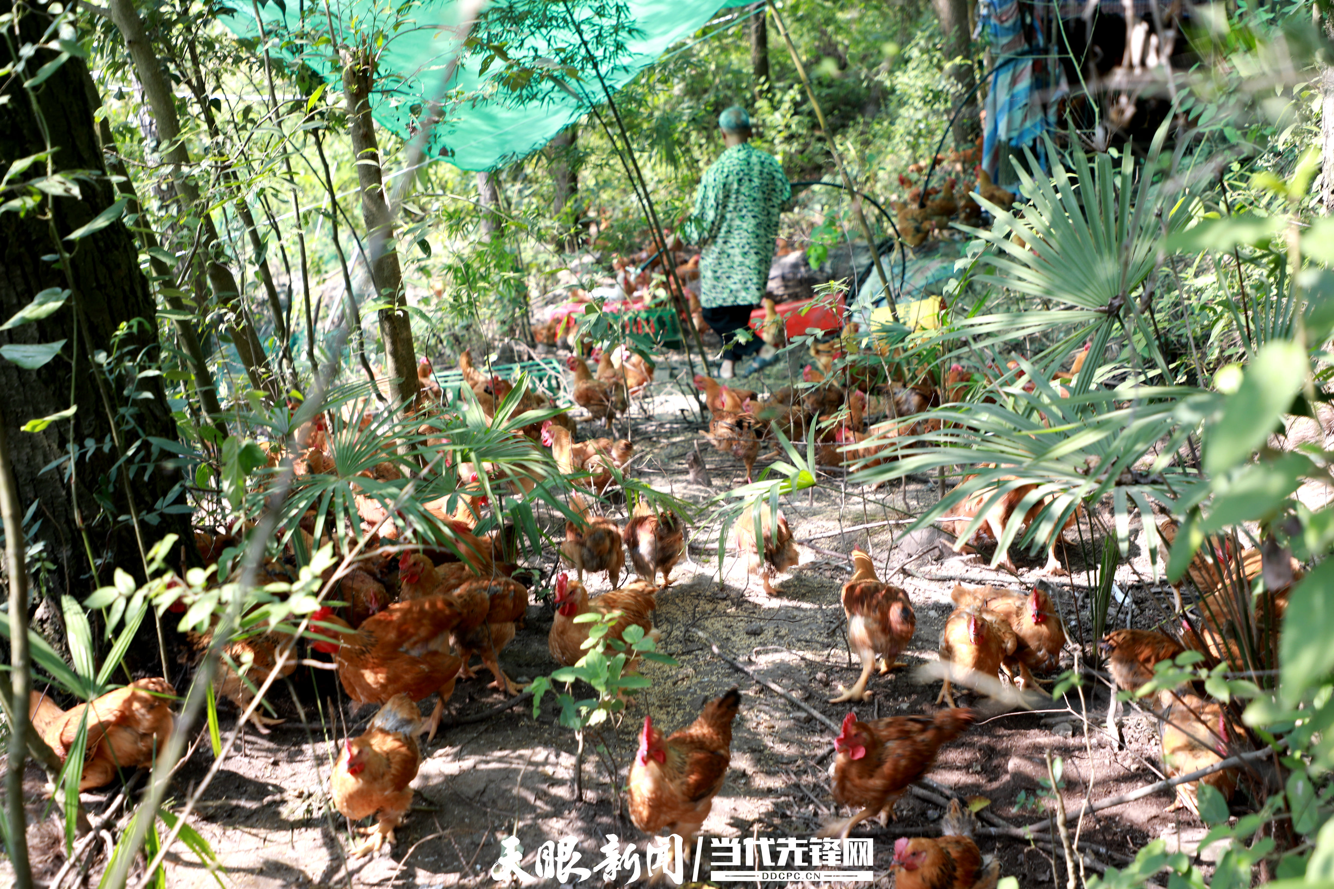 黔西 田舍郎逐梦林间 跑山鸡精神抖擞