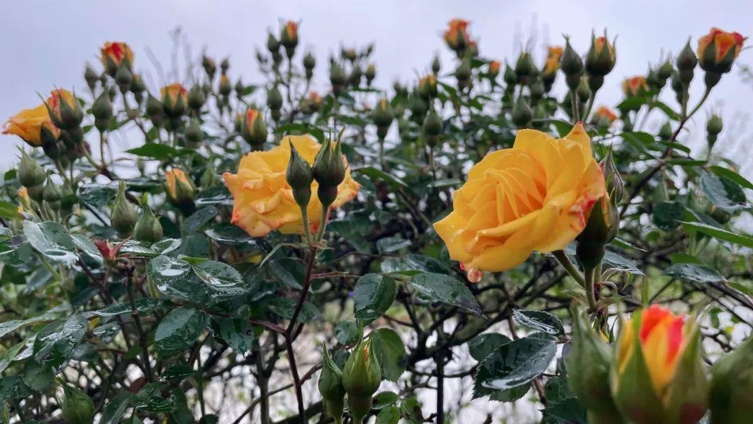 襄城无处不飞花 卧龙600亩月季花海竞相绽放 浪漫迎客