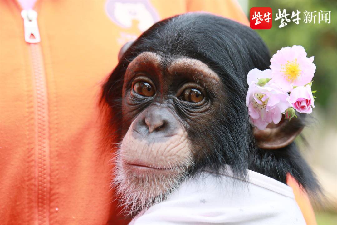 視頻丨請欣賞動物園