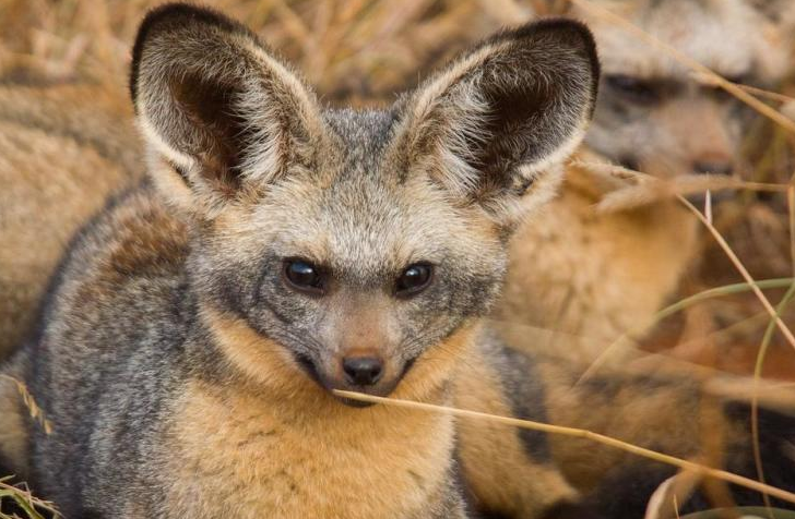 大耳狐,又名蝠耳狐,是生活在非洲草原上的犬科动物
