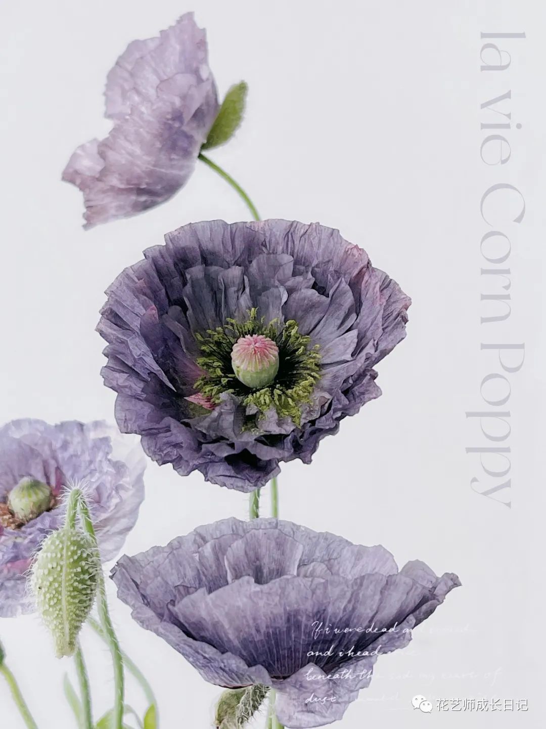 每日一花|稀有烟灰紫色的雪梨灰虞美人,令人怦然心动~vol.