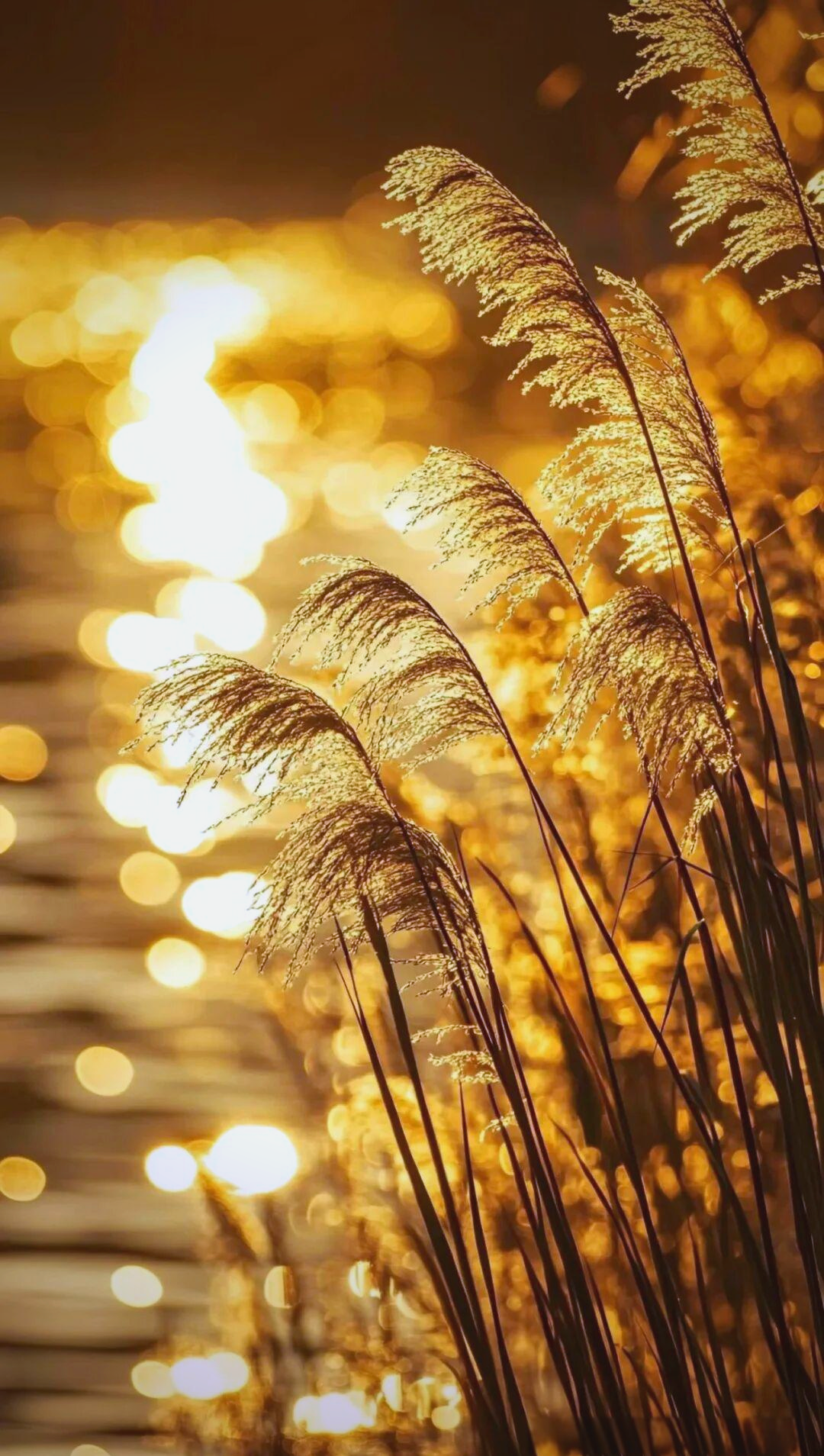 深秋芦花:从美丽景象到心灵感悟