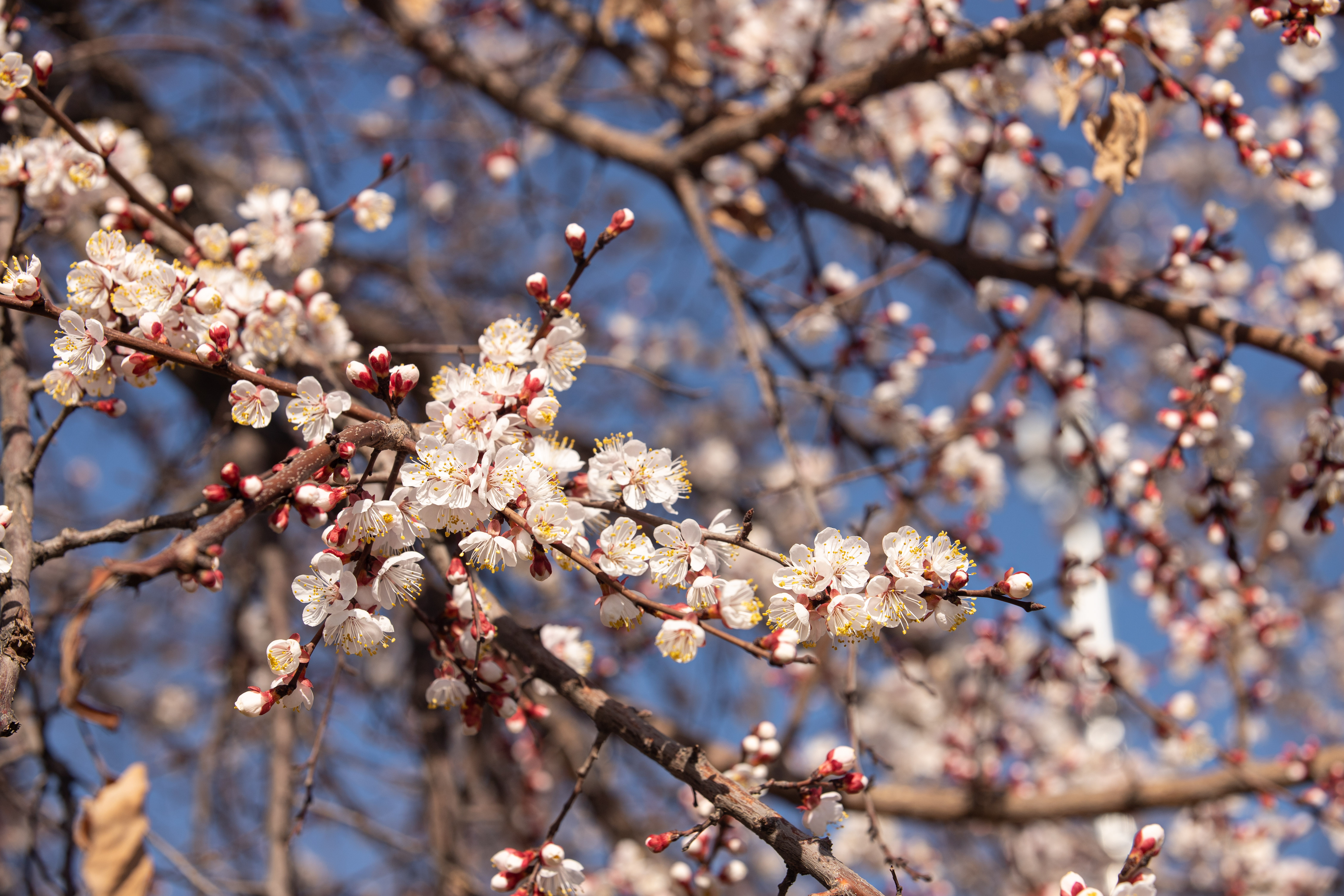 塔什干初春美景