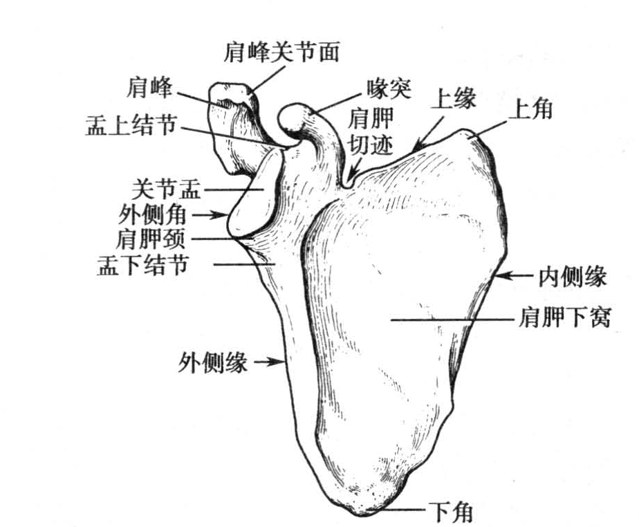 灵骨美学是一门艺术