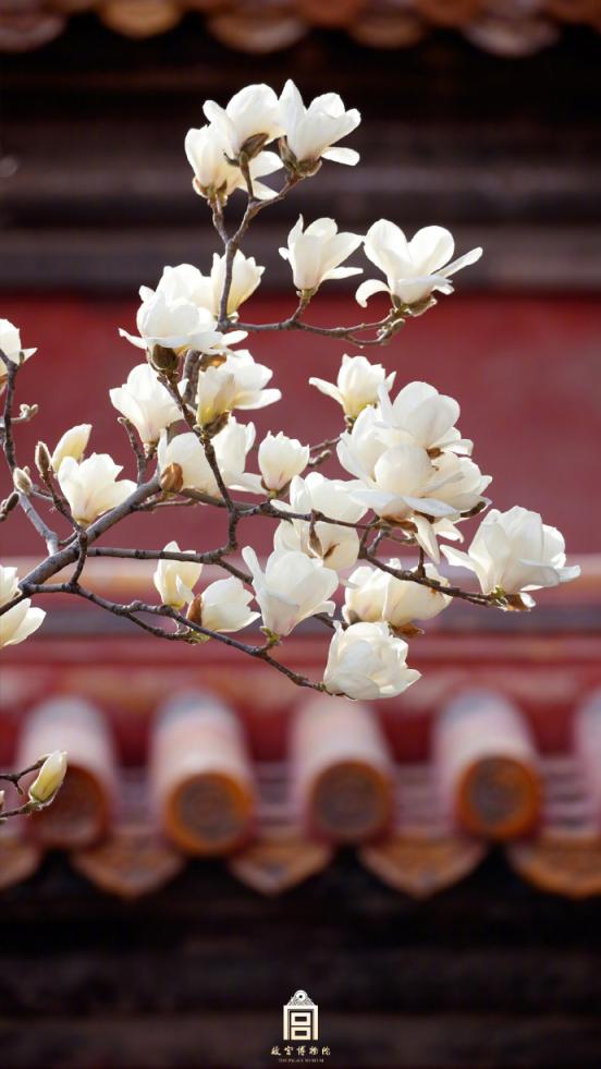 美!故宫博物院红墙下的白玉兰