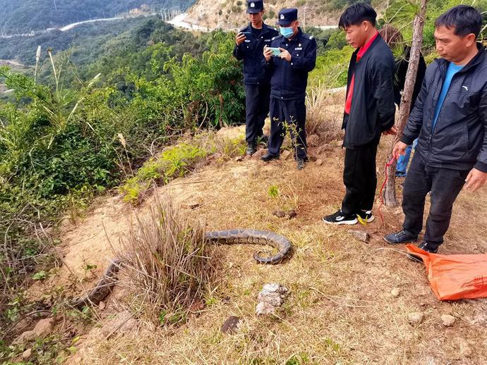 天津工地挖出大蛇事件图片