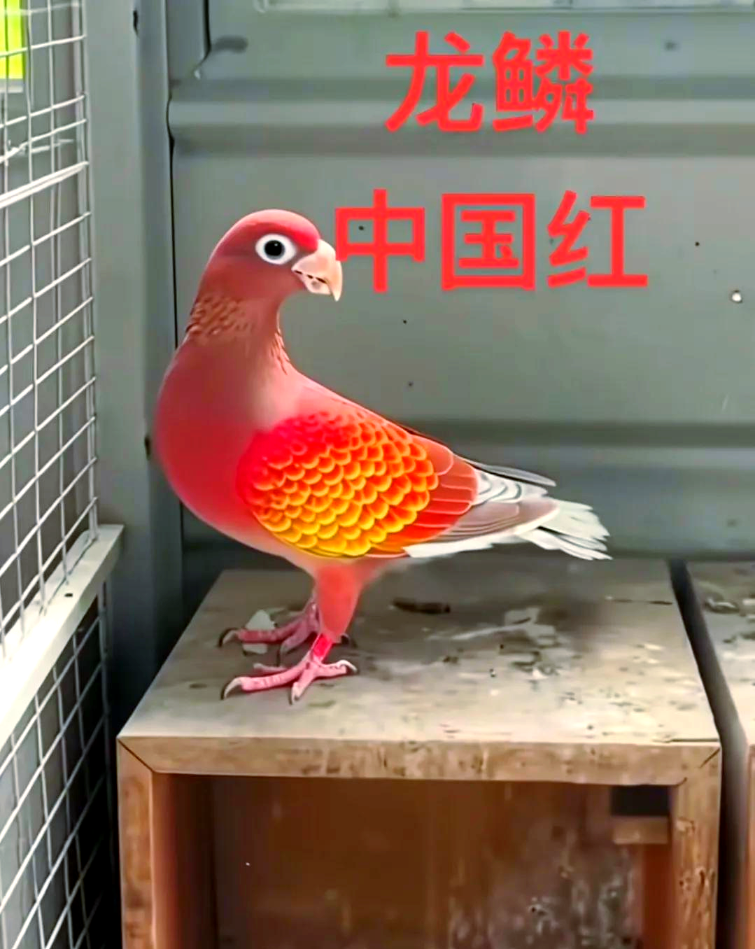 探索世界各地独特的鸽子品种