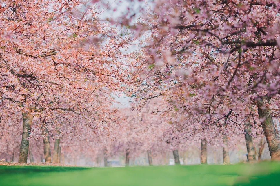 限定樱花邮戳,樱花帐篷体验……辰山植物园最美樱花季来啦!