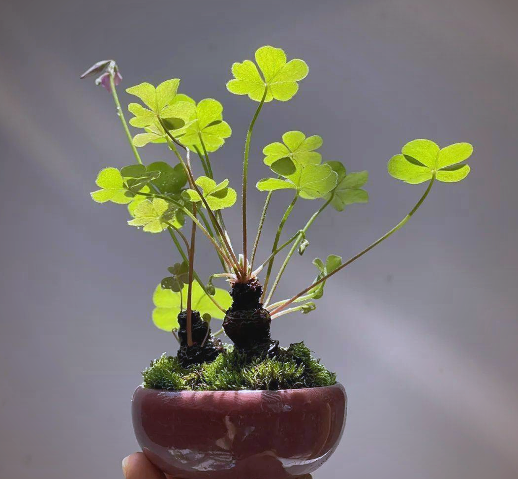 三叶草种植指南:从选土到防虫,打造绿意盎然的花园