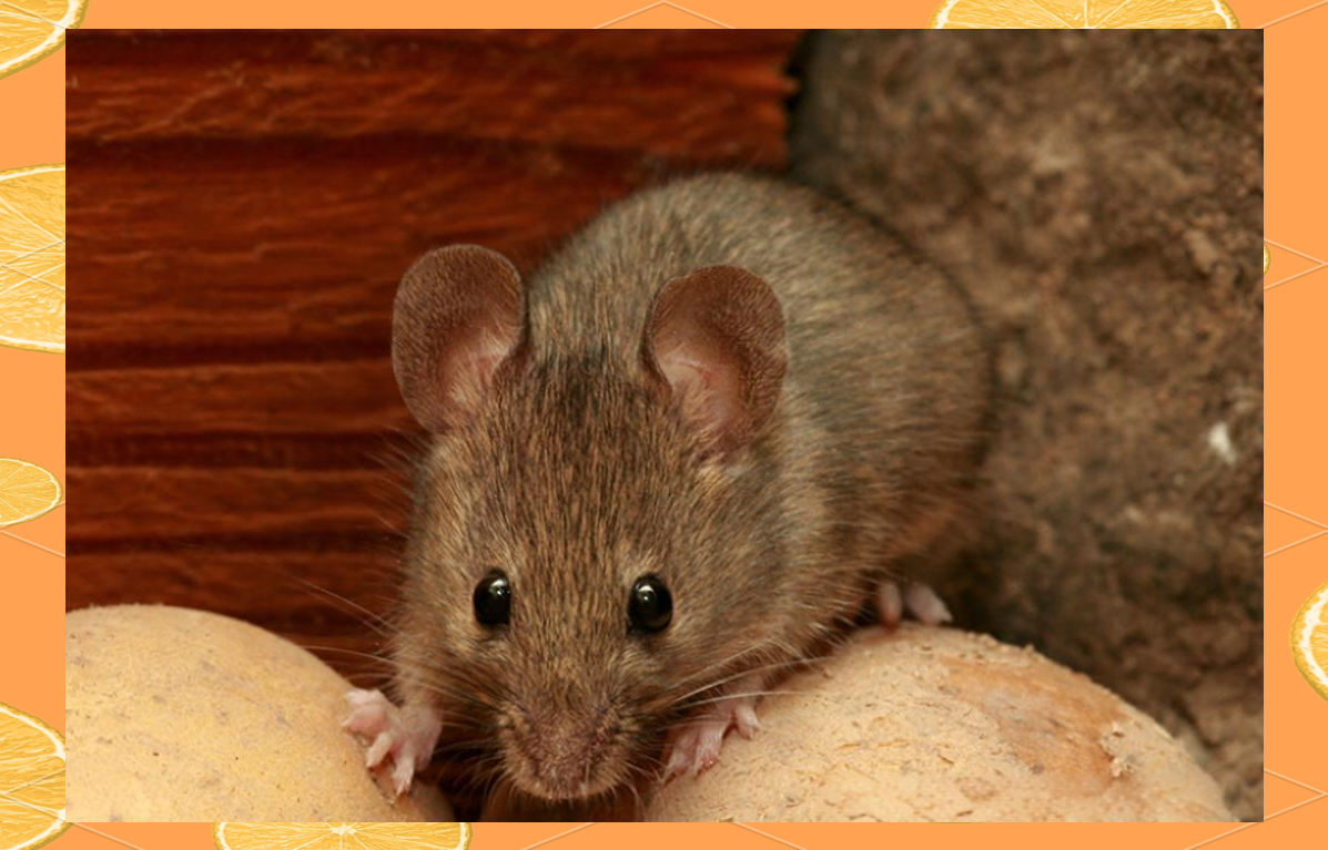 小家鼠:常见有害生物中的佼佼者