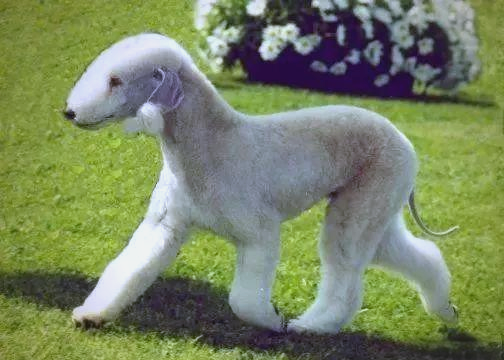 贝灵顿梗犬(bedlington terrier)全面介绍