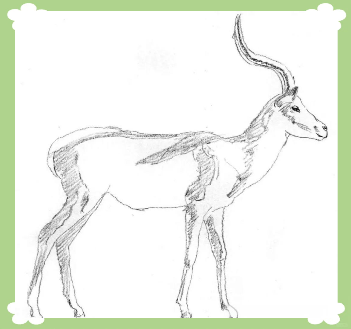 素描羚羊的优雅画法与详细步骤说明