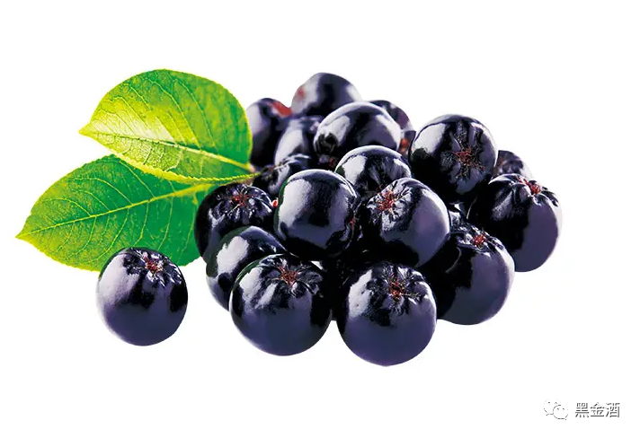 黑果腺肋花楸(aronia prunifoliaviking)主要的用途