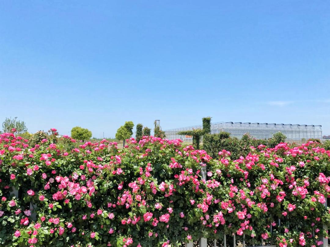 待到春光无限好,一起去赏这片玫瑰花海