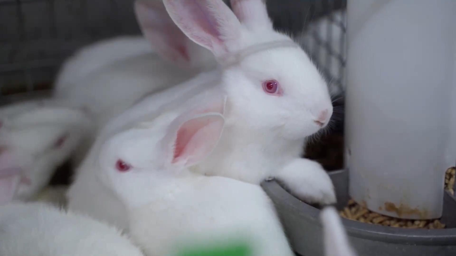 兔子视频超清震撼网站_兔子视频网址xkdspplus