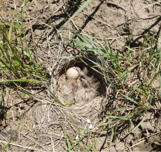 喜迎二十大忠诚保平安1秒出警霍市民警巡山迎头撞上猎鸟人