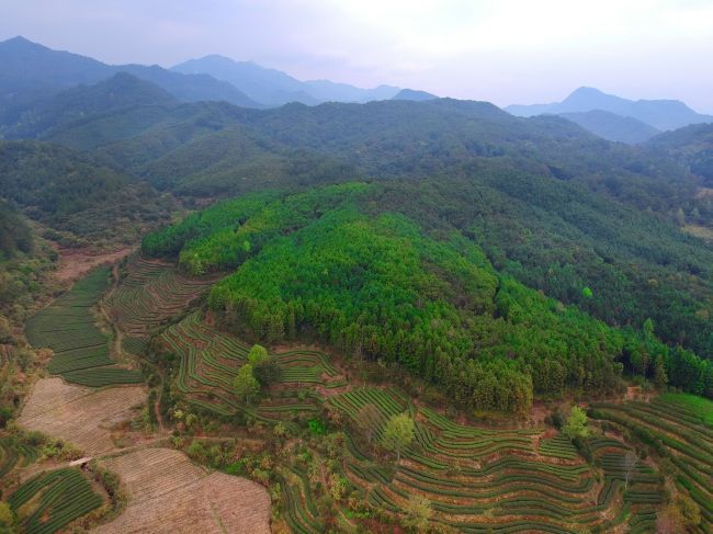 寻找"深藏"在建阳区水吉镇的"世外"茶园