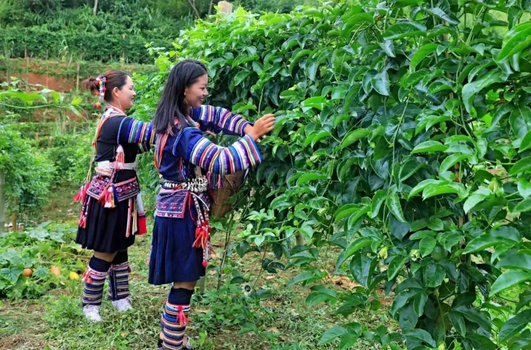 芒信镇拉嘎村:举行百香果种植示范基地开采仪式