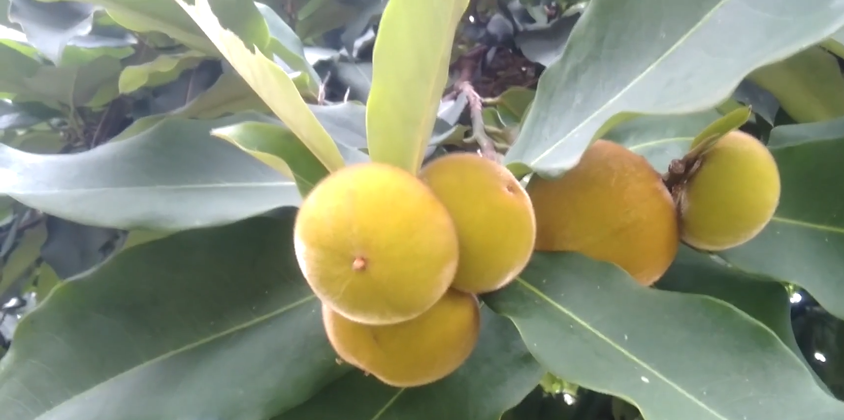 闻着臭吃着香,毛茸茸的水果毛柿