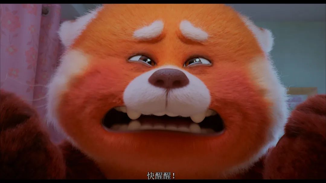 《青春变形记》红熊猫版成长的烦恼,红熊猫是真萌