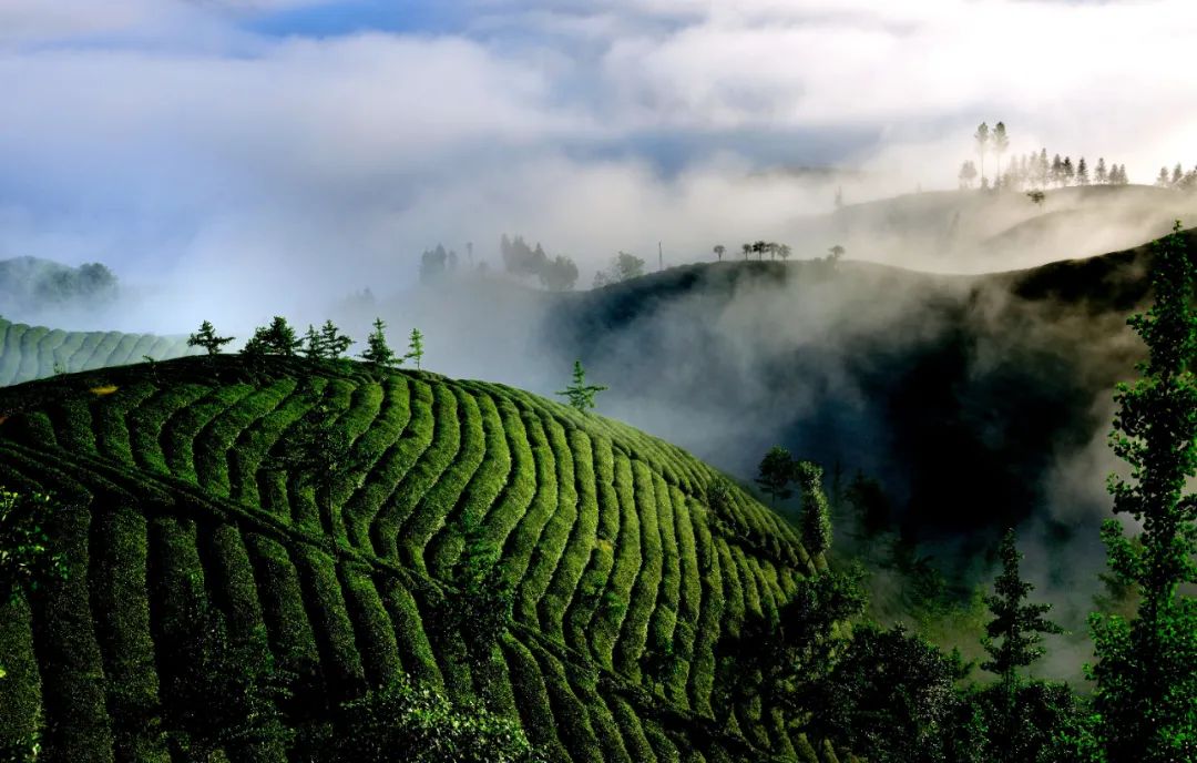人民日报中国国家地理喊你到恩施看最美茶山